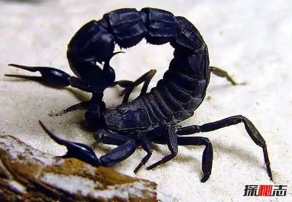 世界十大致命毒蝎巴勒斯坦毒蝎蜇一下瞬间毙命