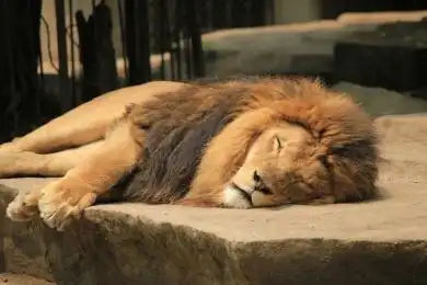 上海市动物园里面的一只正在睡觉狮子