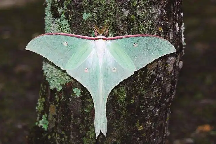 展开全部 绿尾大蚕蛾 农业害虫,对人体无害 向左转  向右转