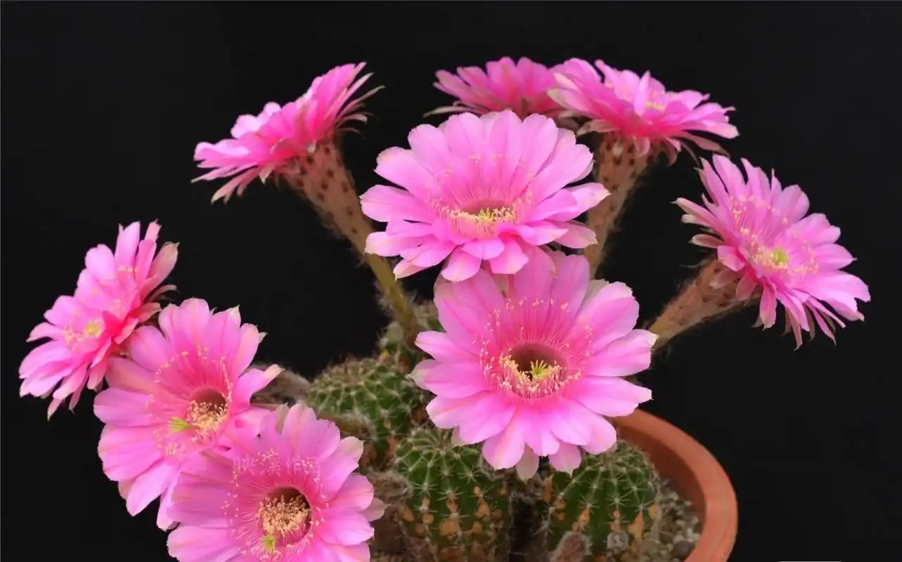 喜欢仙人球的花友,建议你养这个品种——彩草"切分音",著名育种家席克