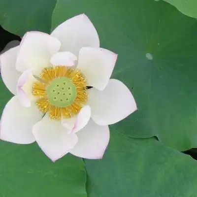 妈妈们用的荷花头像图片,妈妈们用的微信头像花开富贵荷花_微信头像