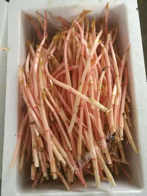 鱼腥草_四川折耳根嫩芽新鲜鱼腥草嫩芽折耳根尖尖嫩尖满2斤包邮保温箱