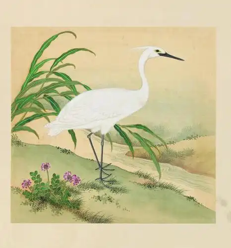《故宫里的博物学:清宫鸟谱》中的白鹭