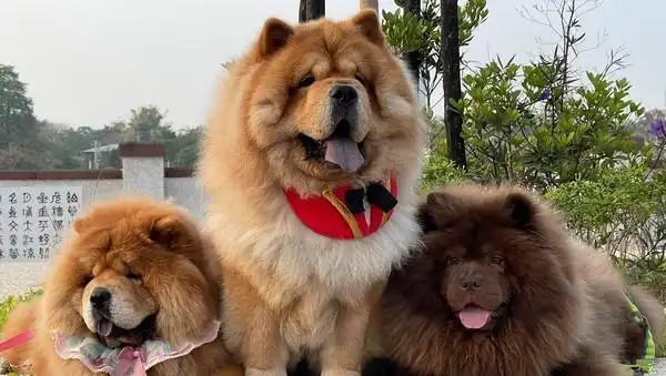 看见饲主要出门3只大吨位的松狮犬瞬间化身为路霸