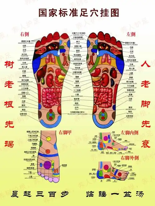 国家标准足穴挂图