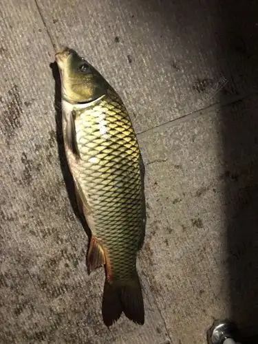 昨天晚上的钓位,鲫鱼没上,只上了一条鲤鱼!