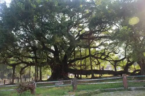 桂林阳朔大榕树7.15