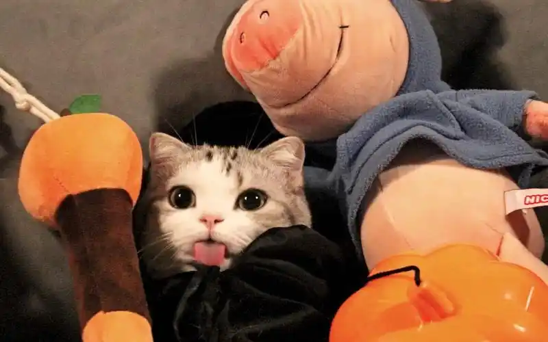 泡芙猫在万圣节夜变成了女巫扬言要把人类变成猪结果跳起了mj鬼怪舞步