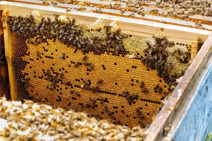 蜂巢中的蜜蜂巢