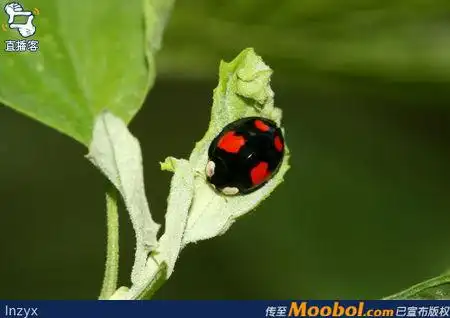 四星瓢虫是益虫吗