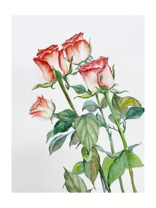 送你一束月季希望你喜欢93日常更新中,欢迎交流～#水彩   #水彩画