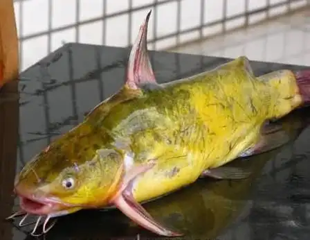 黄颡鱼营养价值分析