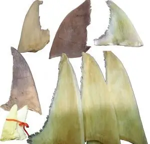 假鱼翅救不了真鲨鱼