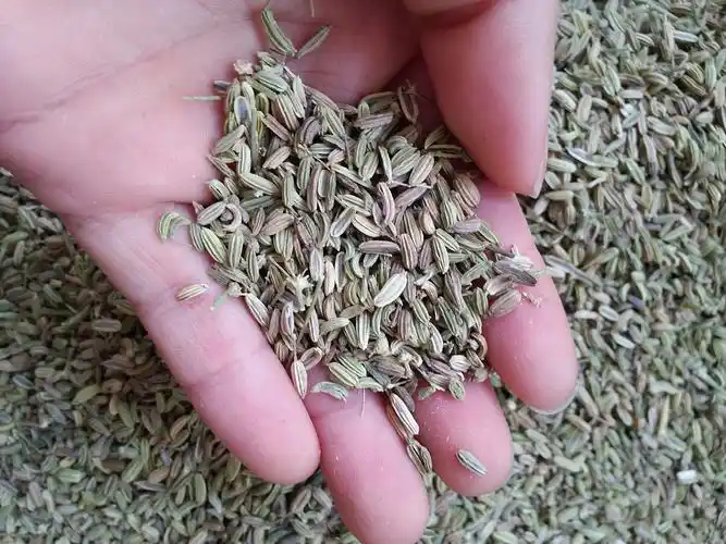 优质小茴香 大量香料批发 中药材批发