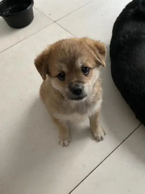 刚满月的小土狗求领养