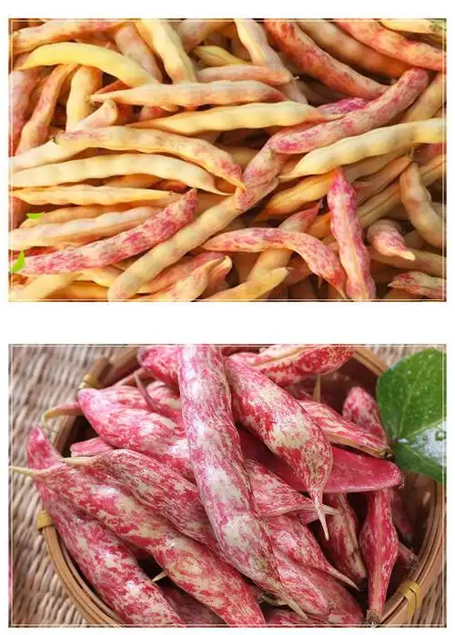 5斤顺丰起发 东北黄金勾豆角新鲜油豆角红金钩黑土地黄金钩豆角