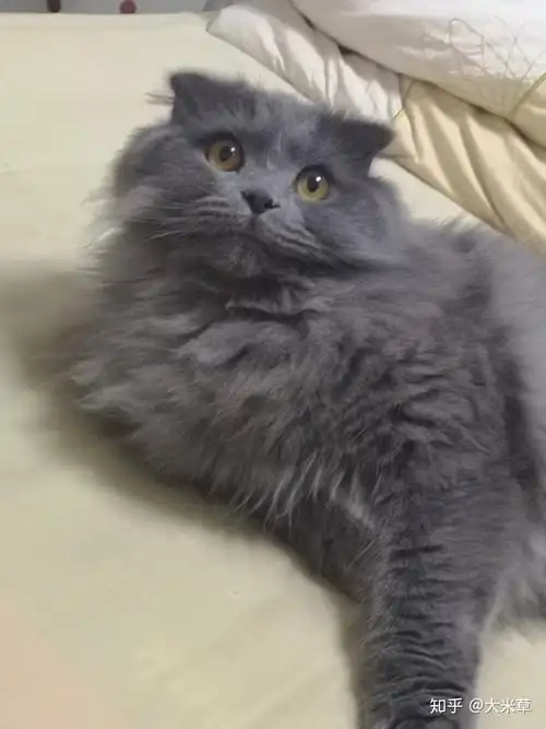 高地猫什么样子? - 知乎