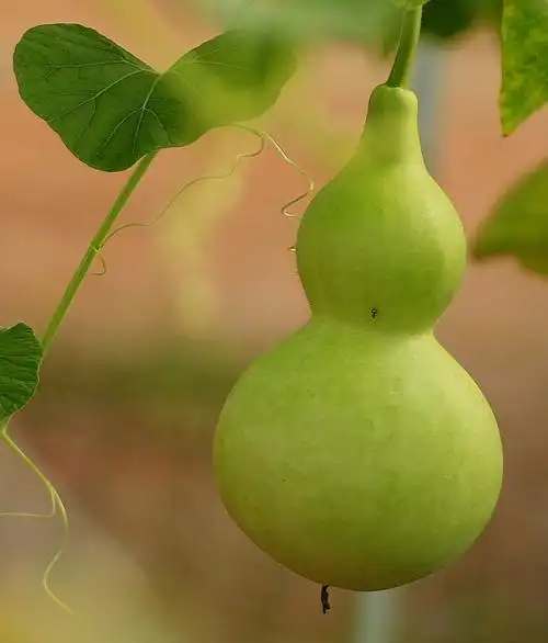 铁岭七里屯村影视基地的葫芦照片