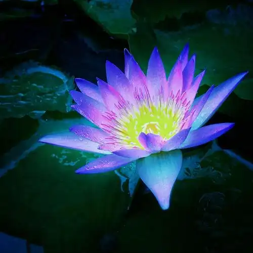 蓝莲花 - 原创作品 - 站酷(zcool)