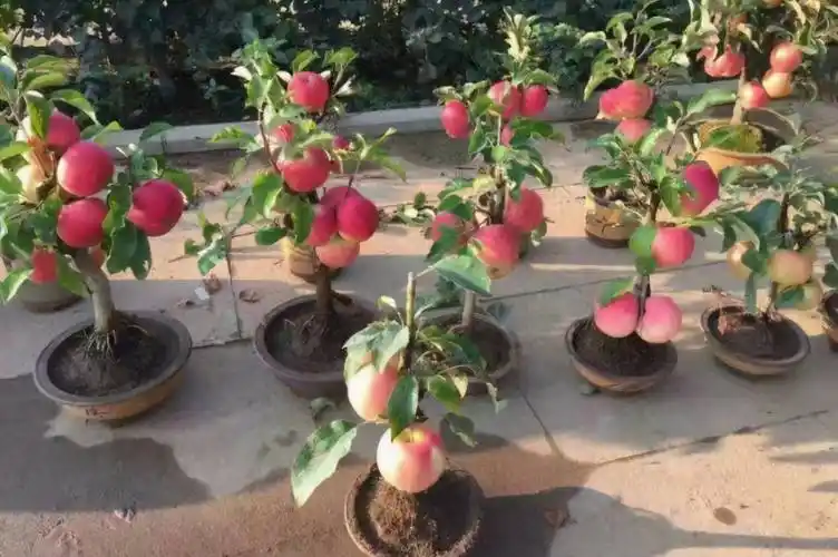 矮化果树盆景居家盆栽矮化种苹果树
