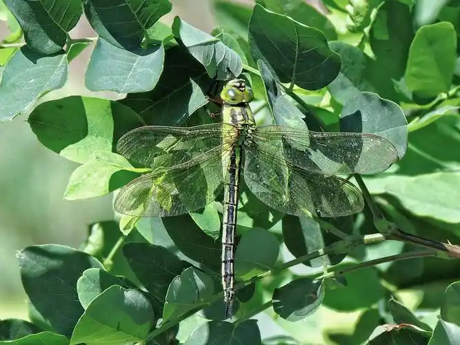 在天津市拍到的蜻蜓和豆娘