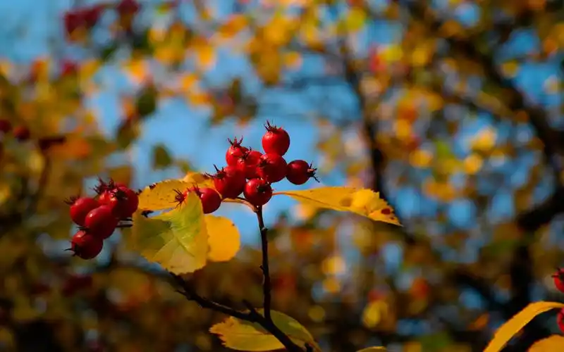 秋天山楂挂满枝头