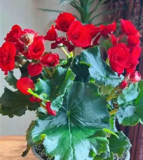 养丽格海棠,有3个"关键",颜色正花期长,浓艳大花朵朵开【图文】海棠