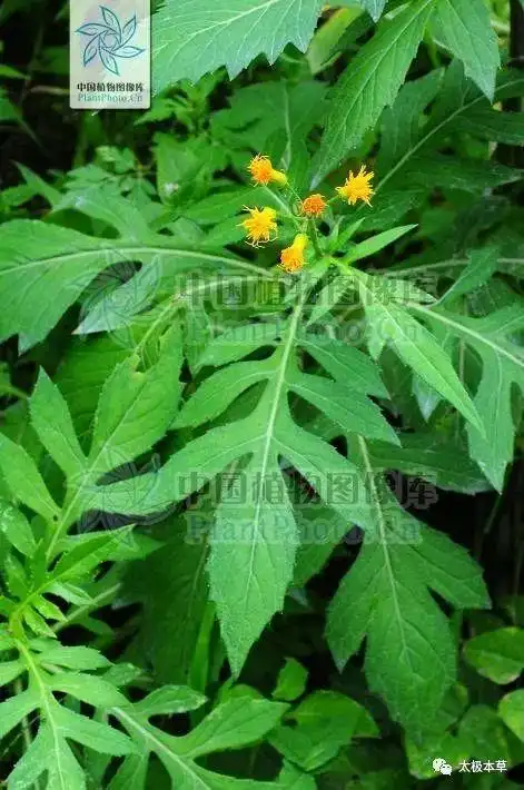 别名见肿消,乳香草,奶草,泽兰,叶下红,散血草,和血丹,天青地红,破血丹