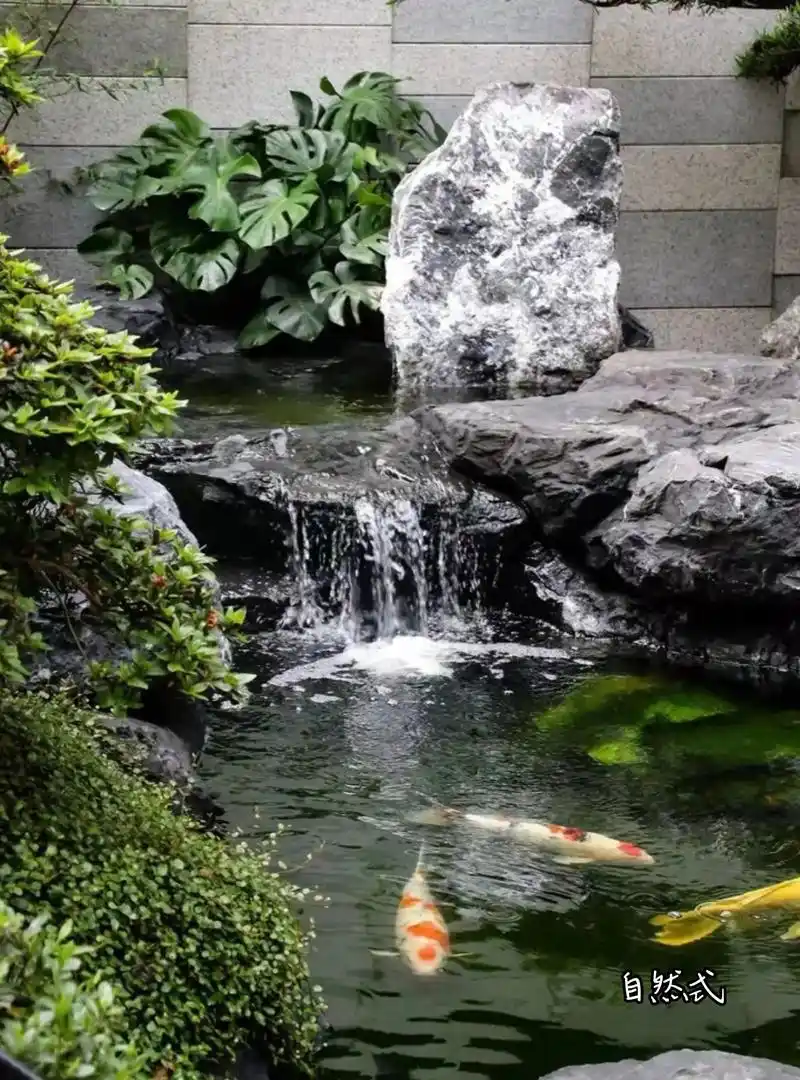 有了锦鲤鱼池好运变多了!