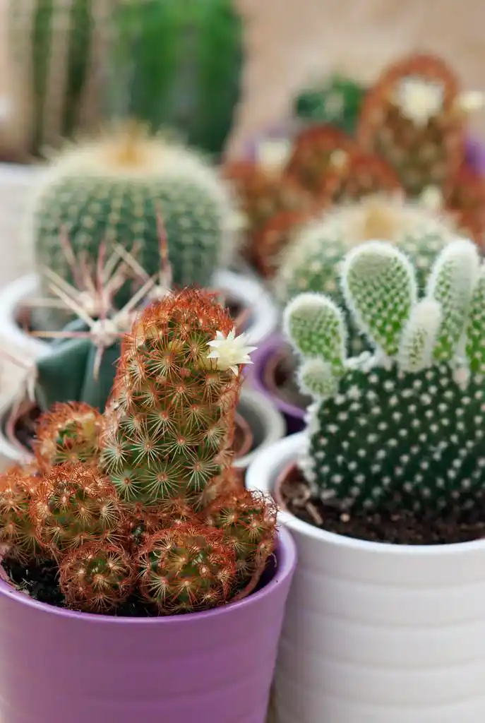 en mngd kaktus vxter p bordet各种各样的表上的仙人掌植物