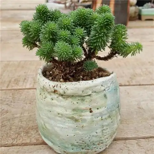 百年难遇的多肉老桩,太震撼了!日本小松