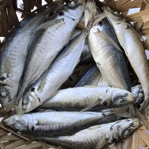 潮汕特产潮州打冷新鲜浪鱼鱼饭池鱼刺巴鱼当天其它