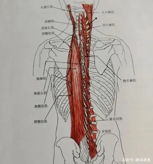 跨越整个背部的竖脊肌最易受伤,8个动作远离损伤