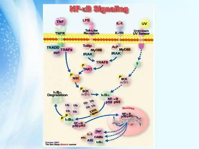 nf-kb信号转导通路简介.pptx