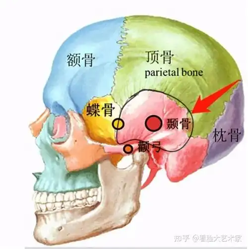 镍钴和蝶骨相交的部位,就是我们的太阳穴.
