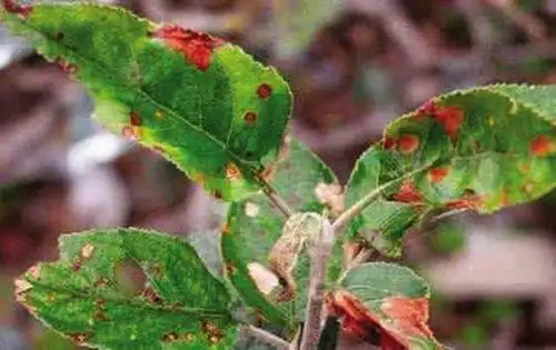 苹果树早期落叶病的发病原因及其综合防治措施