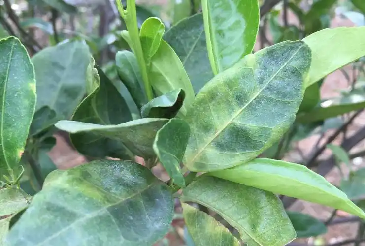 原创实地拍摄15张经典柑橘黄龙病高清图片免费分享