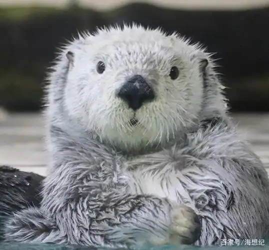 萌萌的海獭,自带表情包的动物