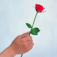 一支玫瑰头像 一枝玫瑰花唯美头像_微信头像图片大全