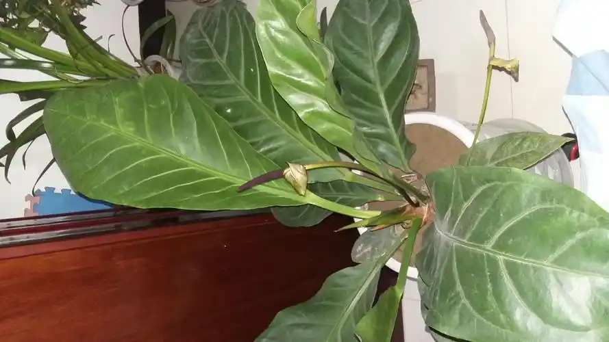 这是什么植物?哪位专家知道?大叶的