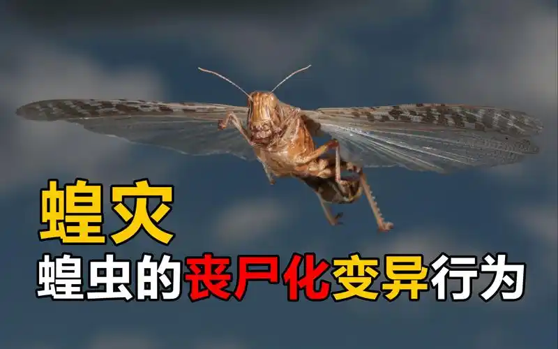 蝗虫的丧尸化变异行为形成蝗灾!