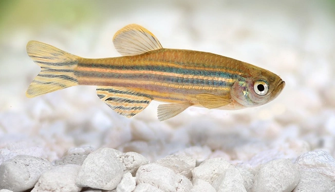 斑马鱼教你如何自愈脊髓