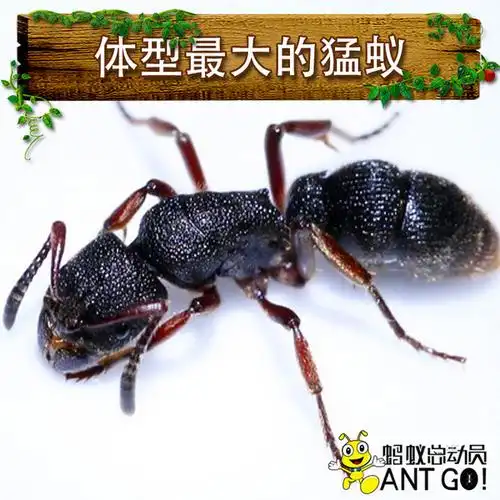 蚂蚁世界 工坊 活体宠物奇珍异宠 红足穴猛蚁1后50工 超大个猛蚁