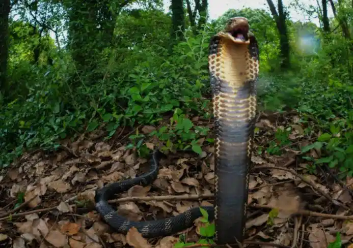 眼镜王蛇又称山万蛇,过山风,大扁颈蛇,大眼镜蛇,大扁头风,扁颈蛇,大膨