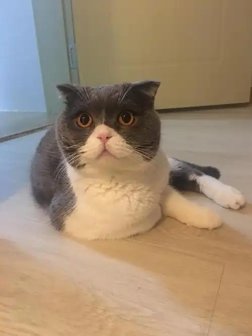 两岁蓝白折耳找女朋友,有没有想相个亲的