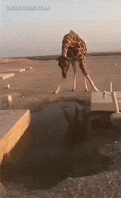 爆笑gif图:卧槽!这是什么瓦?难道朕的轻功废了?