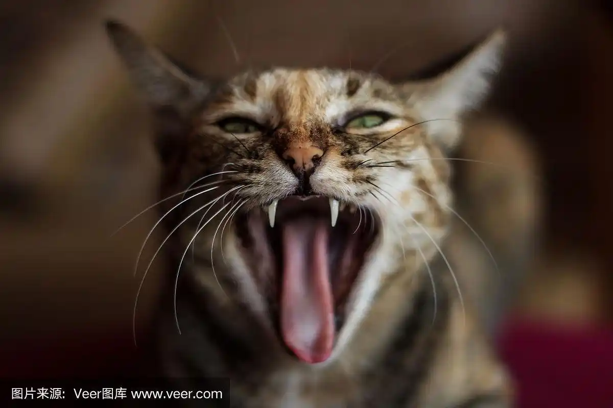 狂怒的,猫,发嘶嘶声,宠物,黄色