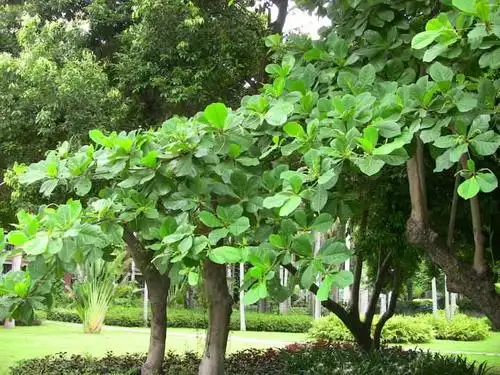 榄仁树是怎样的