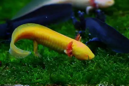 黄色的是什么鱼