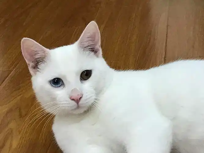 浦东鸳鸯眼白猫弟弟找领养